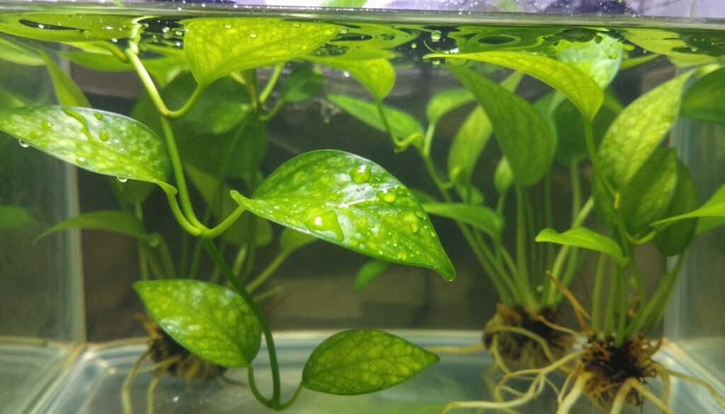 A lush green 