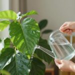como cuidar da planta