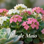 flor de maio planta
