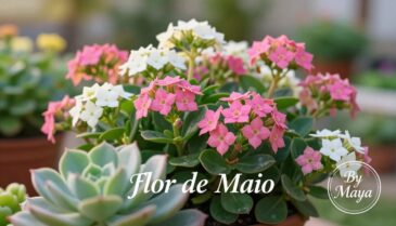 flor de maio planta
