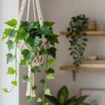 hera planta