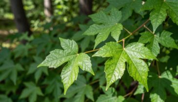 hera venenosa planta