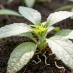 larva branca na terra da planta