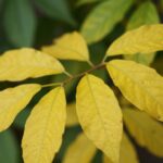 planta com folhas amareladas