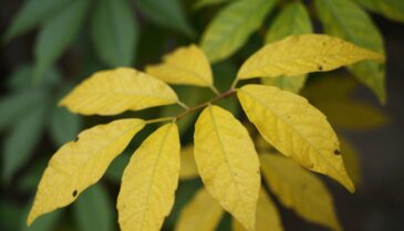 planta com folhas amareladas