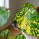 planta jiboia é venenosa