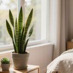 planta para quarto