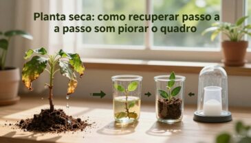 planta seca