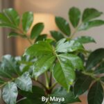 planta zamioculca é venenosa